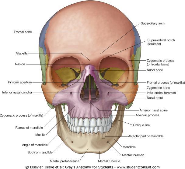 Frontal bone Nasal bones Vomer Anterior View