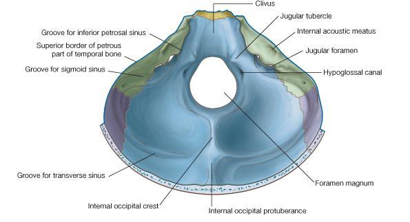 Posterior Cranial Fossa Anteriorly the fossa is bounded by the superior border of the petrous part of the temporal bone Posteriorly it is bounded by the internal surface of the squamous part of the