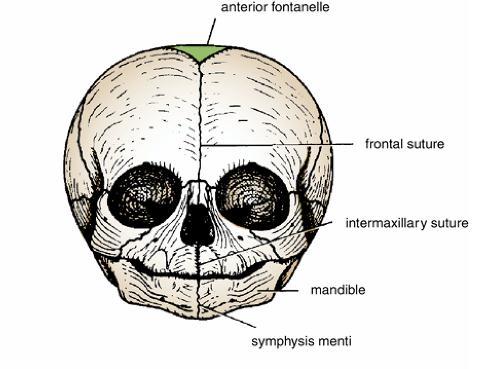 Neonatal Skull Has a disproportionately large cranium relative to the face.
