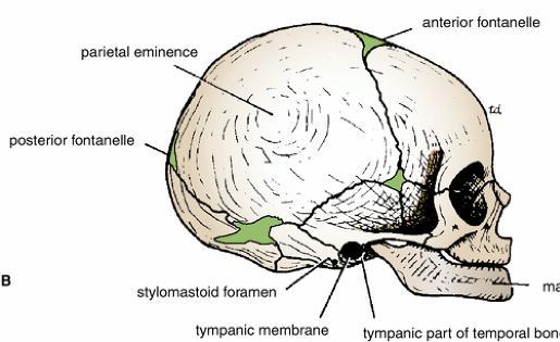 Neonatal Skull The external auditory meatus is almost entirely cartilaginous in the newborn.