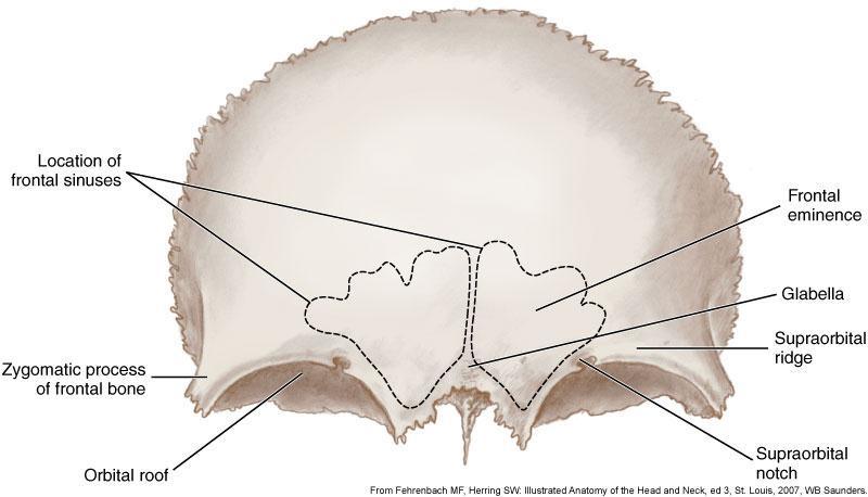 Frontal bone Superciliary arches