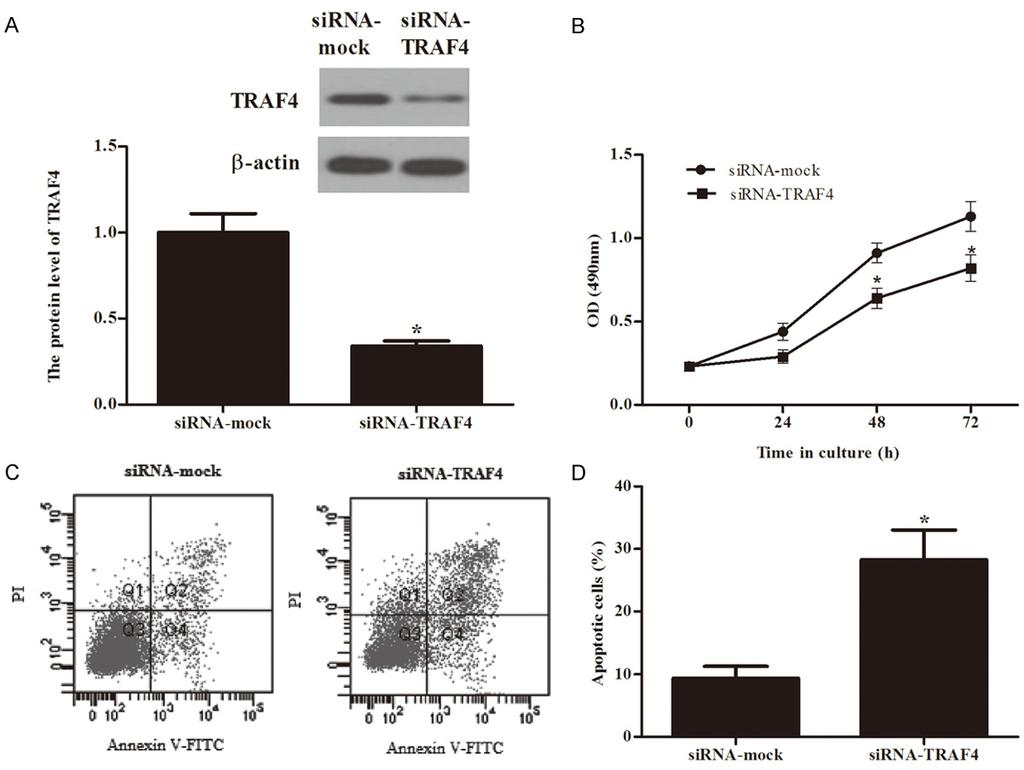 Figure 2. Knockdown of TRAF4 inhibits colon cancer cell growth and induces apoptosis. A. TRAF4 knockdown clones and mock clones of cell line were identified and confirmed by western blot analysis; B.