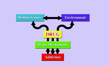 Drugs, Brains, and Behavior: The Science of Addiction.