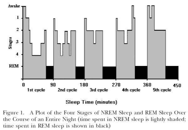 Sleep cycle dynamics } Human sleep: consolidated wake and sleep episodes Consists of rapid eye