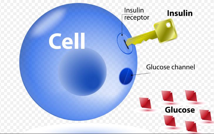 Diabetes Goals of Therapy Mimic physiologic insulin release