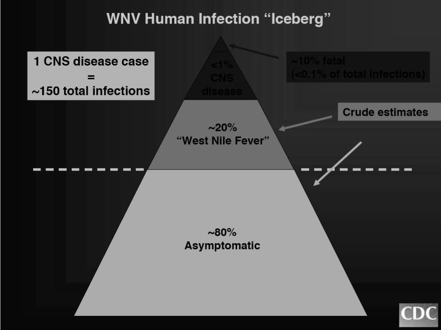 Strategies of viral persistence in nature Chronic infection of vertebrate hosts (birds) Reintroduction of the virus by migratory birds Persistence in hibernating adult mosquitoes Vertical