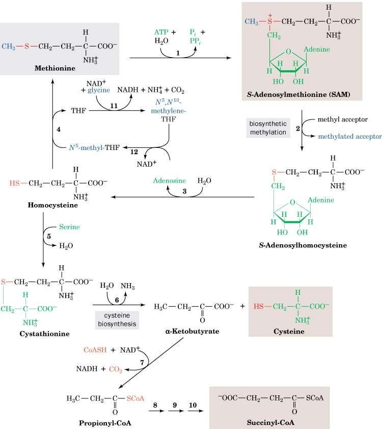 Page 1002 1. Methionine adenosyltransferase 2. Methyltransferase 3. Adenosylhomocysteinase 4. Methionine synthase (B12) 5. Cystathionine -synthase (PLP) 6. Cystathionine -synthase (PLP) 7.