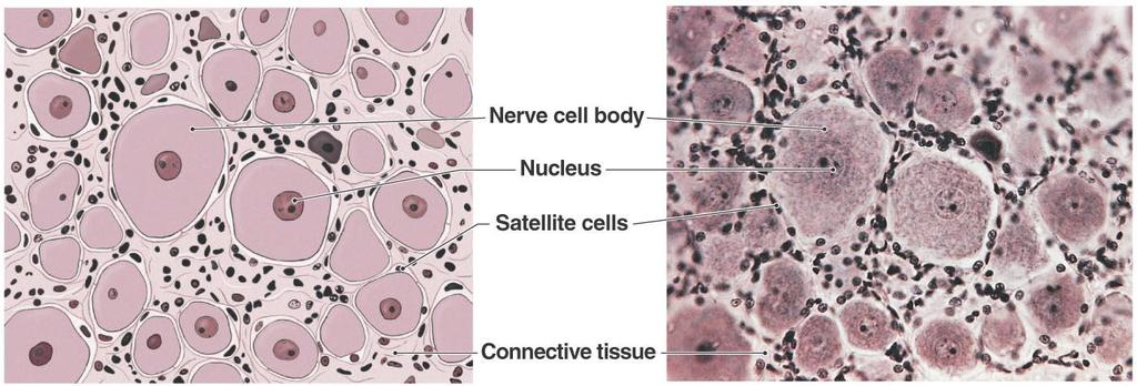 Cellular Organization in Neural Tissue