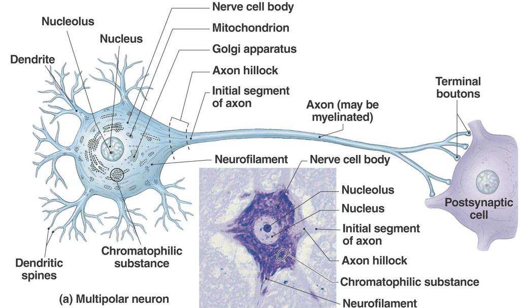 Cellular Organization in Neural Tissue Figure 13.