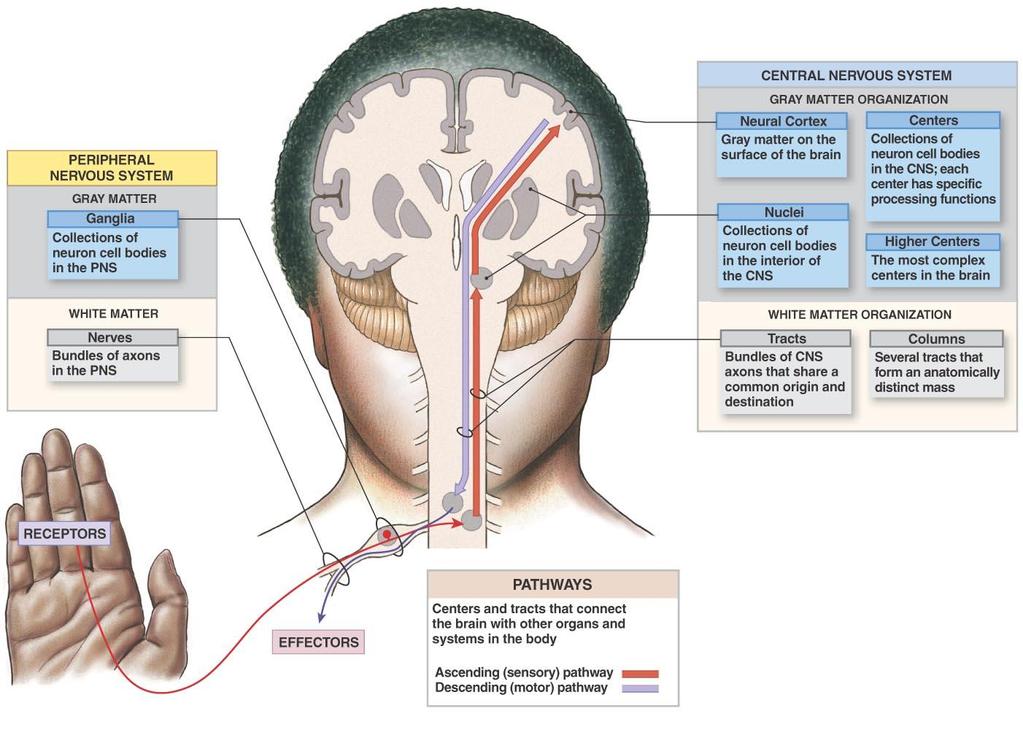 Anatomical Organization of the Nervous System