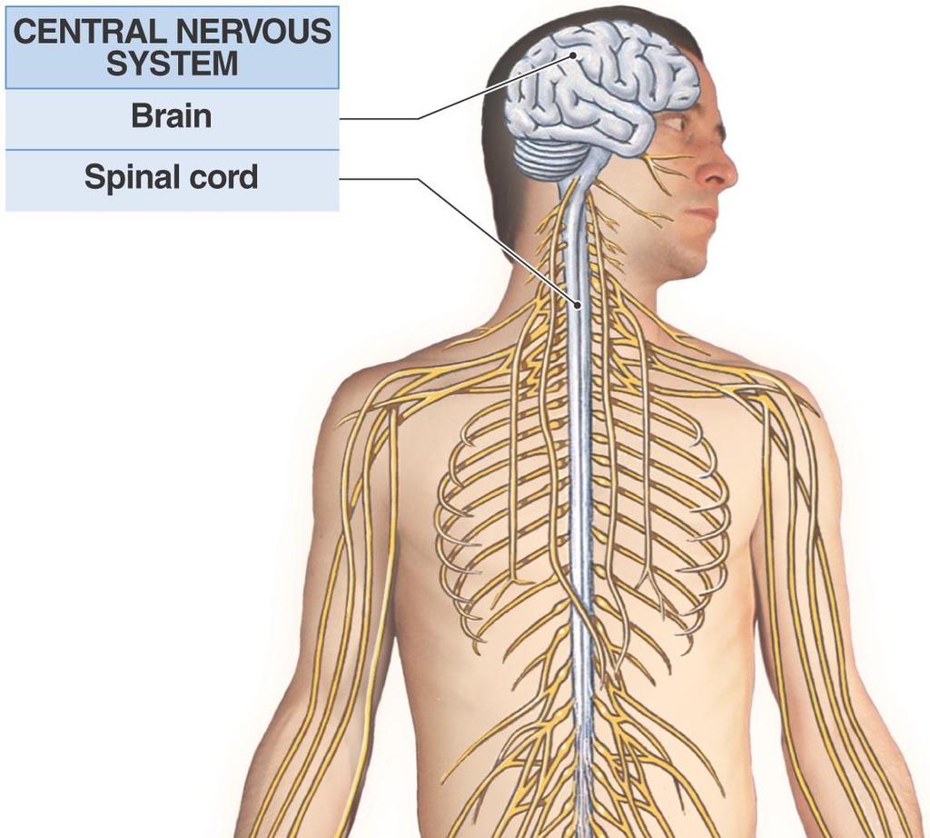 An Overview of the Nervous