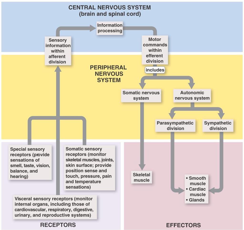 An Overview of the Nervous System Figure 13.