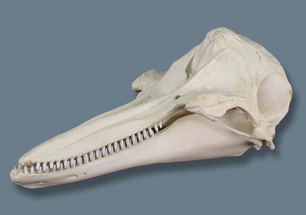 Odontoceti: The toothed whales About 70-75 species; Diverse