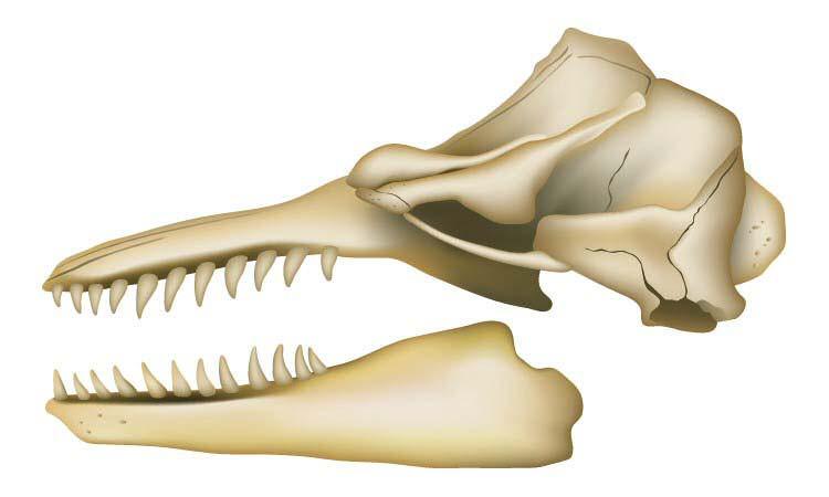 General characteristics of the Odontocetes I: 1 1. Skulls Asymmetrical (we ll see this more clearly in lab); 2. Dorsal skull surface flat or concave; 3.