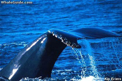 Cetaceans: General characteristics I: 1. Loss of rear limbs and pelvic girdle; 2.