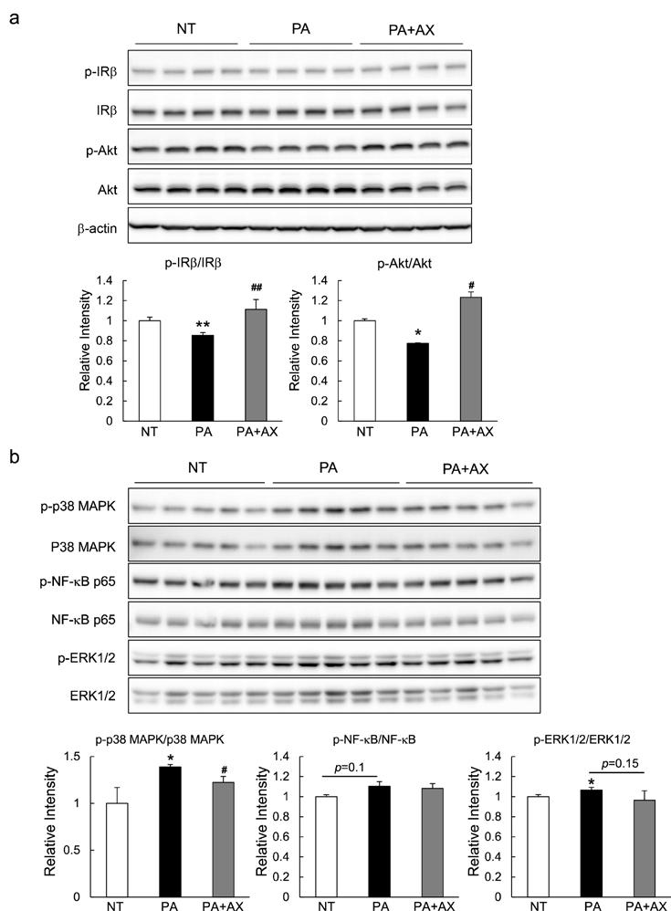 Figure S5. Astaxanthin enhanced insulin signaling in primary hepatocytes.