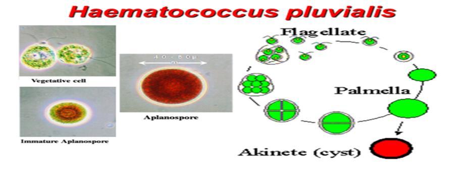 Haematococcus Pluvialis Haematococcus pluvialis is one of the most important species in microalgal HP_redbiotechnology due to the capability of accumulating high amount of the red pigment Astaxanthin.