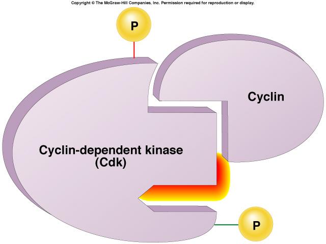Cell cycle signals inactivated Cdk Cell cycle controls cyclins regulatory proteins levels cycle in the cell Cdk s activated Cdk cyclin-dependent