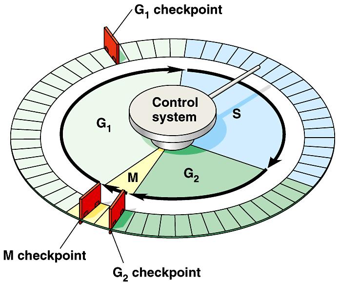 Checkpoint control system Checkpoints cell cycle controlled by STOP & GO chemical signals