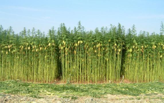 Industrial Hemp Overview Prop 64 included a provision for the CA Industrial Hemp Farming Act of 2013 to become effective on 1/1/17.