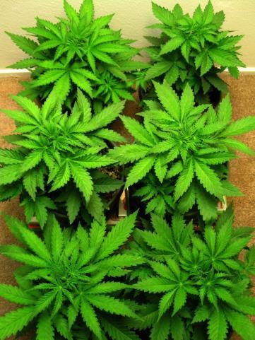 Adult Use Prop 64 allows Recreational Marijuana (Cannabis) use for an adult