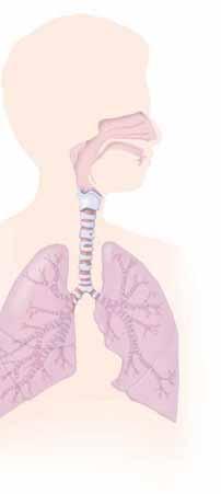 Understanding the Lungs When lungs are healthy, breathing is easy. With each breath, air goes down the windpipe into the lungs. There, it flows through airways (bronchial tubes).