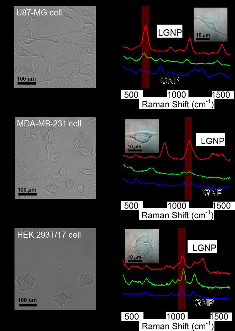 fig. S18. Optical microscope images and Raman spectra obtained from various cells after being treated with LGNP and GNP.