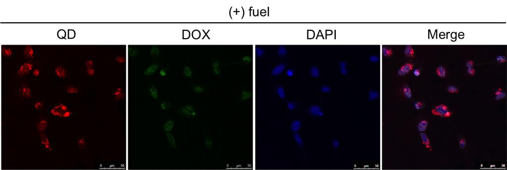 Figure S12. Confocal microscopy images and co-localization study of live HeLa cells transfected with fuel DNA and GNP-QD-Dox complex and stained with DAPI.
