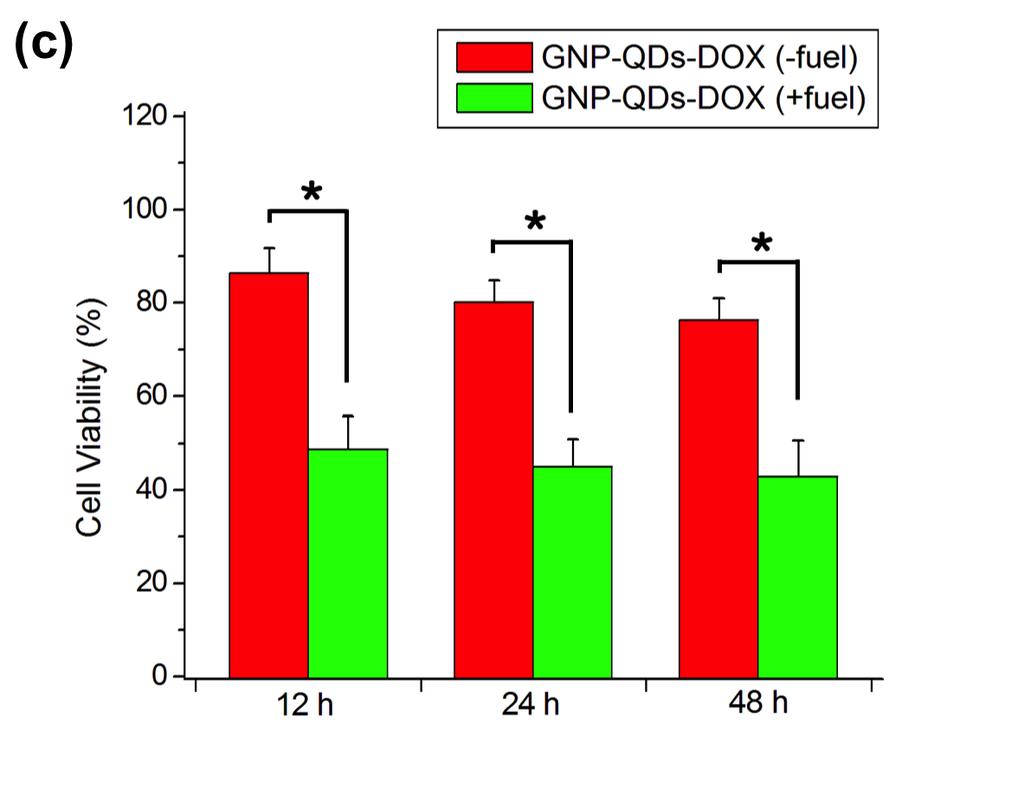 cytotoxicity studies (c) of HeLa cells treated with GNP-QDs-Dox