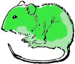 18 Using TNBS-induce mice to mimic the symptom of crohn disease in