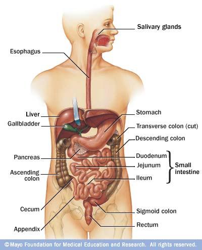 1 Introduction of the Crohn disease inflammatory bowel