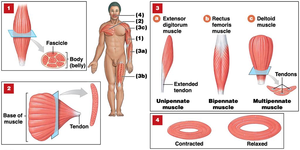 Skeletal muscles can be categorized based on the organization of their fascicles, as