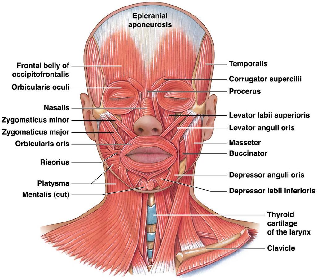 Muscles of facial