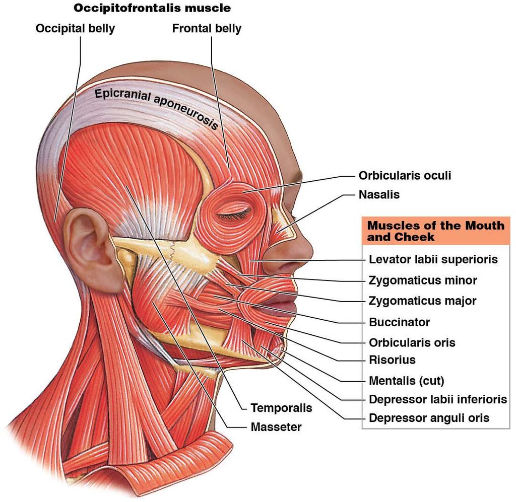 Muscles of facial