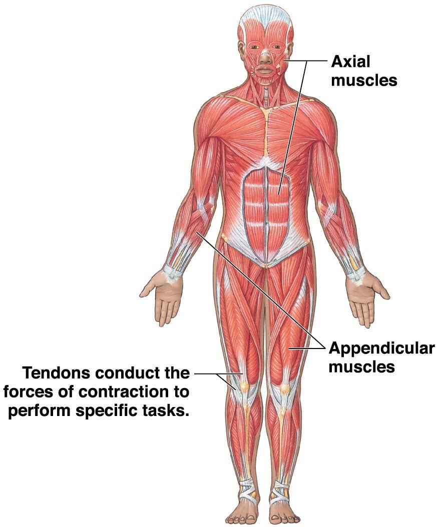 Module 10.1: Divisions of the muscular system 2 Divisions 1.