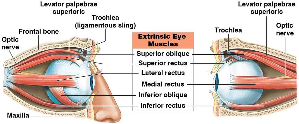 Module 10.7: The extrinsic eye muscles position the eye.
