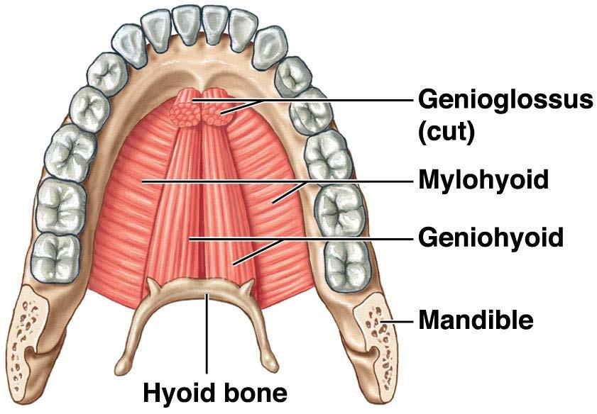 Muscles from the hyoid bone that form