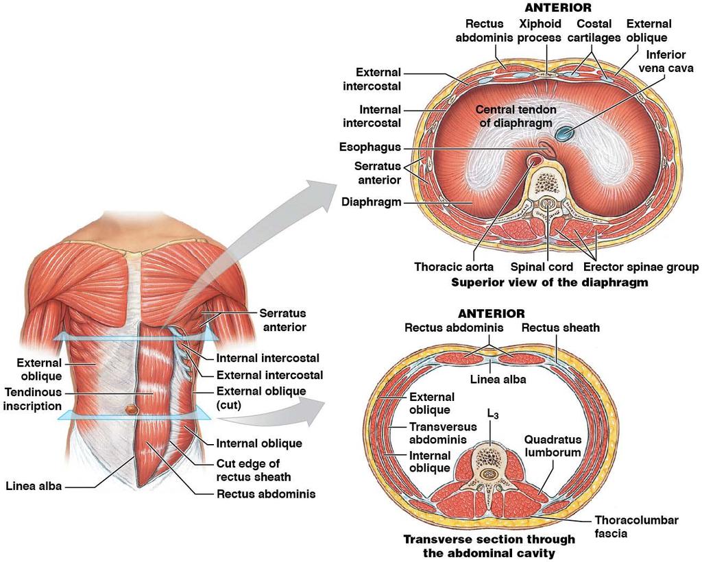 Muscles of the oblique and rectus groups