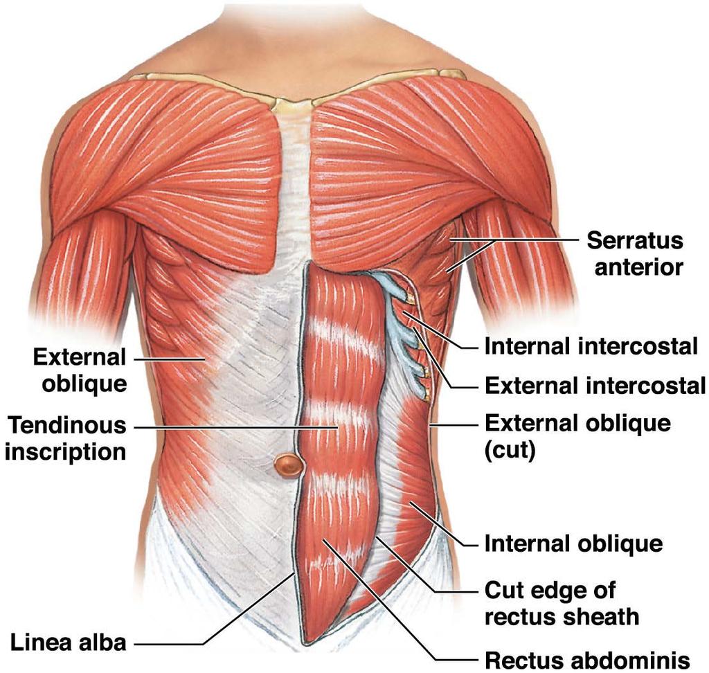 Superficial trunk wall muscles are shown on the right side of the