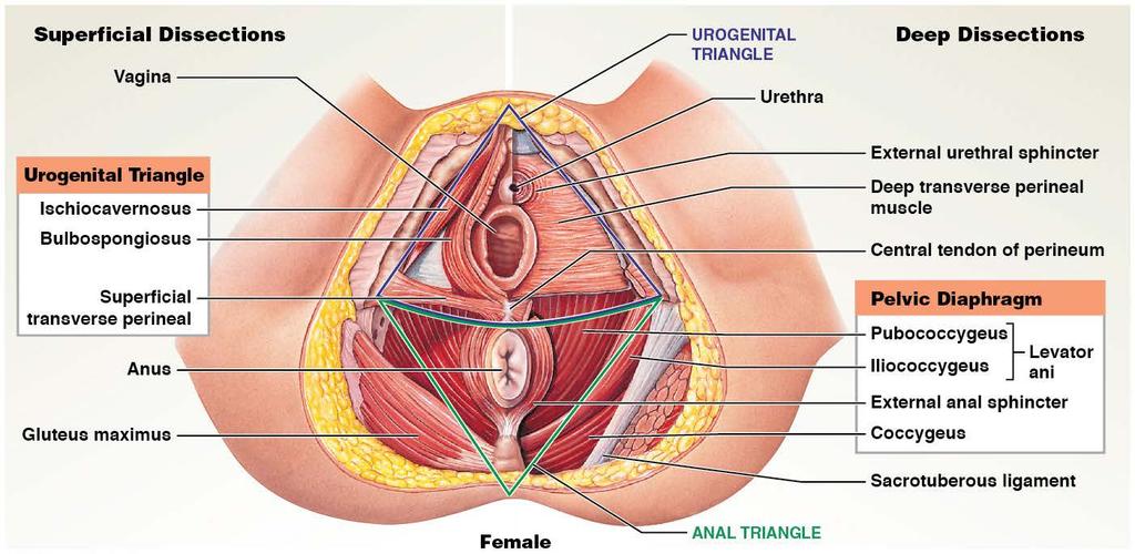 Female pelvic
