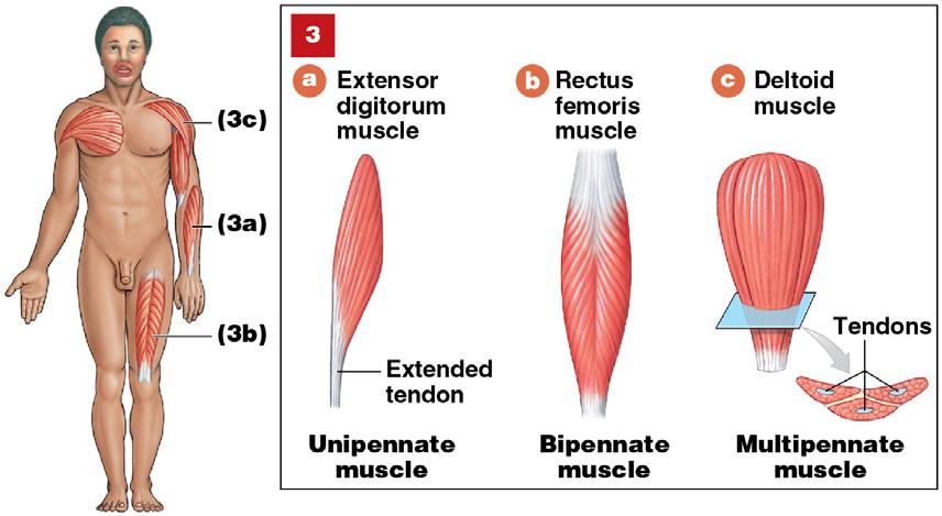 Module 10.2: Fascicle organization 3 Types of pennate muscles: 1.