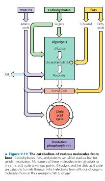 Lecture Seven: Cellular Respiration Ch. 9, Pgs. 163-181 Figs. 9.2-9.