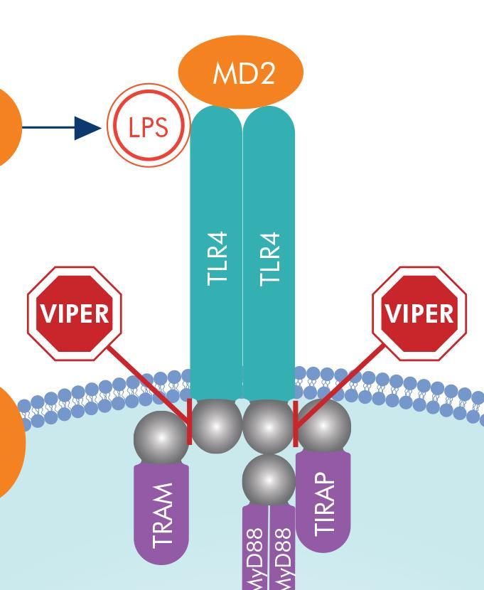 Signaling Disruption Mechanism: VIPER Viral inhibitor peptide of TLR4 A46 vaccinia sequence VIPER: KYSFKLILAEYRRRRRRRRR Control: