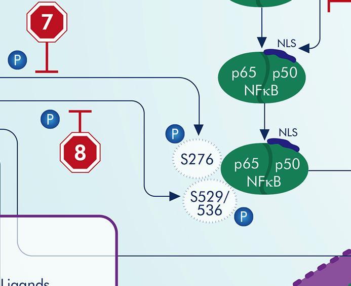 NF-KB Signaling