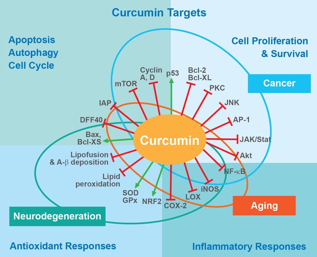 Curcumin: Pleotrophic Inhibitor Curcumin Tumeric active ingredient