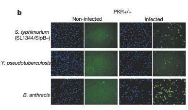 Effect of PKR on bacteria-induced apoptosis -