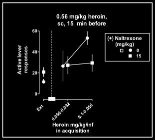 Acquisition and Extinction of heroin self-administration under FR 1 schedule. Ordinates: number of active lever responses. Abscissae: Number of sessions. Data are mean ± SEMs; N=12 subjects per group.
