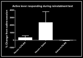 Groups Subjects LPS- RS + heroin 5 LPS- RS + saline 5 saline + heroin 5 Eight subjects have been tested in heroin induced reinstatement of active lever responding. Figure 19.