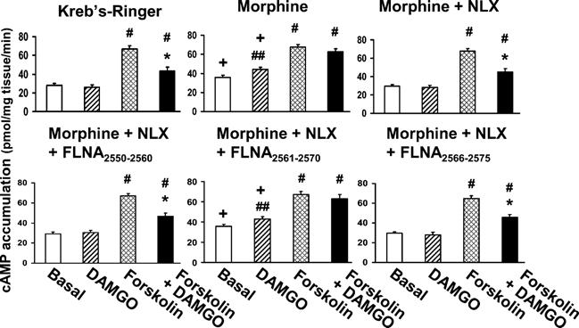 Figure 8. FLNA 2561 2565 blocks 10 pm NLX s prevention of chronic morphine-induced camp accumulation.