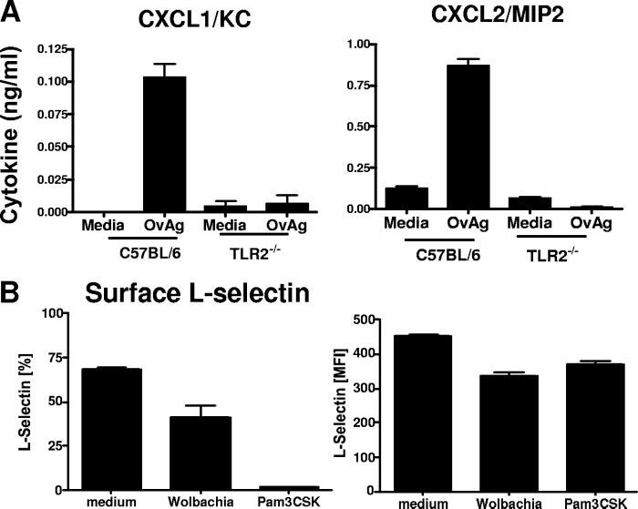 VOL. 75, 2007 TLR2-DEPENDENT O. VOLVULUS KERATITIS 5913 FIG. 5. CXC chemokine production and L-selectin expression on peritoneal neutrophils.